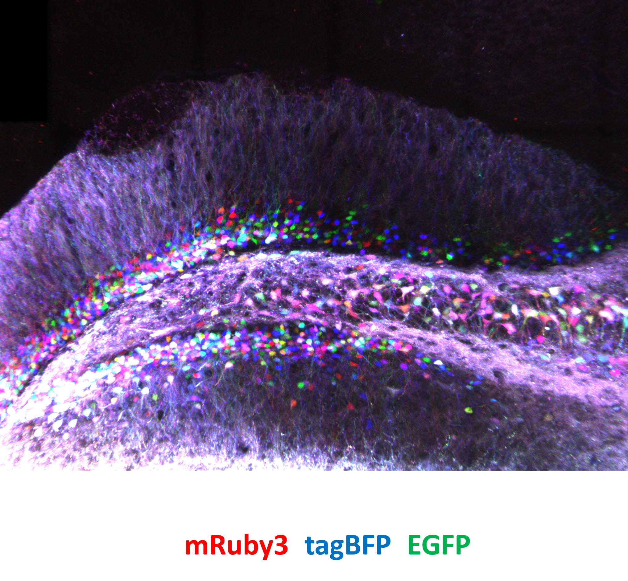 Brainbow hippocampus